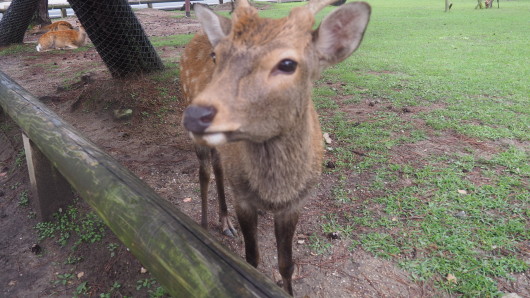 Nara Deer, Kobe Beef