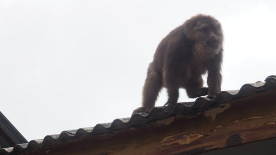Mount Emei Monkey