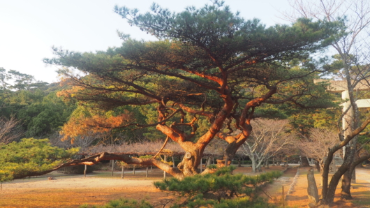 Shrines and Limestones, Fukuoka and North