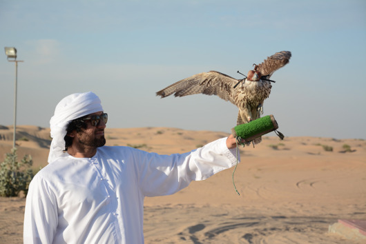 Falcon in Desert Camp