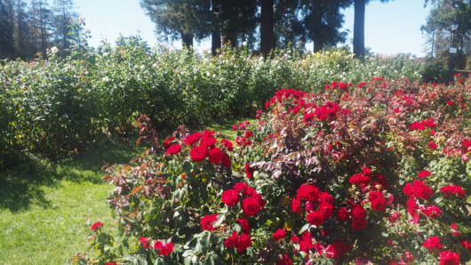 Municipal Rose Garden