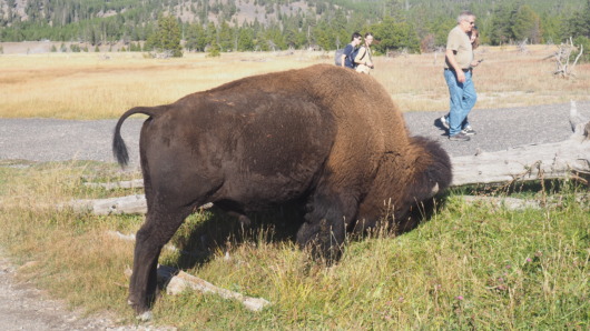 Bison - Yellowstone National Park