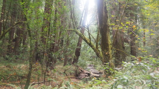 The Gigantic Trees of Muir Woods