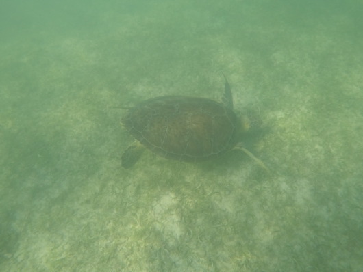Akumal Bay - Swimming with Turtles