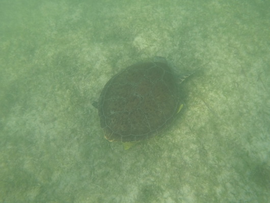 Akumal Bay - Swimming with Turtles