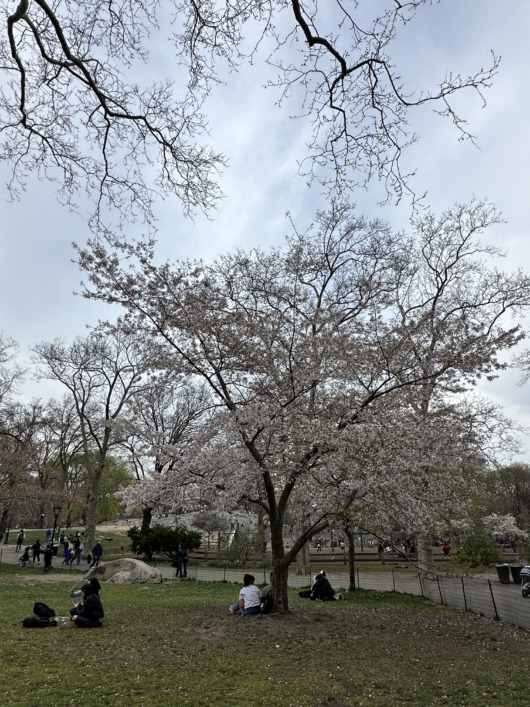 Central Park Cherry Blossom