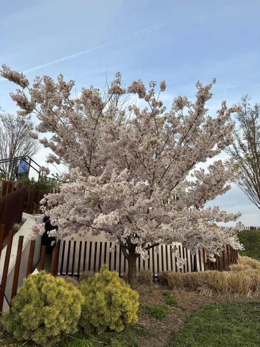 Little Island Cherry Blossom