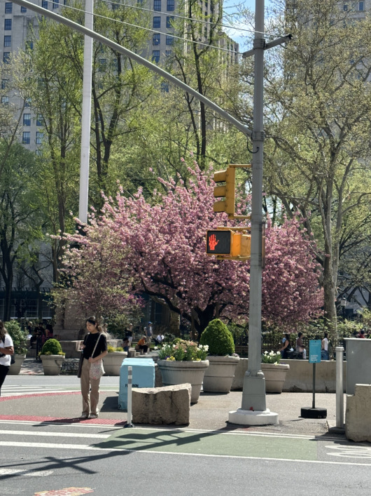 Madison Square Park - cherry blossom